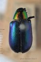 BE-RBINS-ENT Corynodes dejeani subspecies tanganykae 1 - 5894 - 5911.JPG