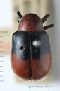 BE-RBINS-ENT Corynodes limbatus subspecies dimidiatus Type 1 - 5810 - 5828.JPG