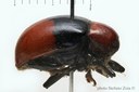 BE-RBINS-ENT Corynodes limbatus subspecies dimidiatus Type 1 - 5829 - 5857.JPG