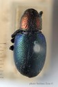 BE-RBINS-ENT Corynodes marginalis subspecies mirabillis Type 1 - 5858 - 5877.JPG
