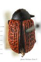 BE-RBINS-ENT Endoschyrus retifera 1 - 7156 - 7192.JPG