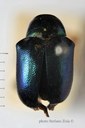 BE-RBINS-ENT Ennodius murrayi 1 - 6806 - 6830.JPG