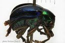 BE-RBINS-ENT Ennodius murrayi 1 - 6831 - 6857.JPG