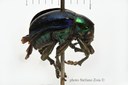 BE-RBINS-ENT Ennodius murrayi 1 - 6859-6876.JPG