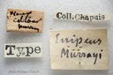BE-RBINS-ENT Ennodius murrayi 1 - 6877.JPG