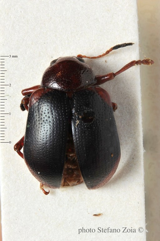 BE-RBINS-ENT Eulychius madagascariensis Type 1 - 5711 - 5732.JPG