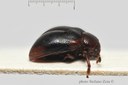 BE-RBINS-ENT Eulychius madagascariensis Type 1 - 5733 - 5757.JPG