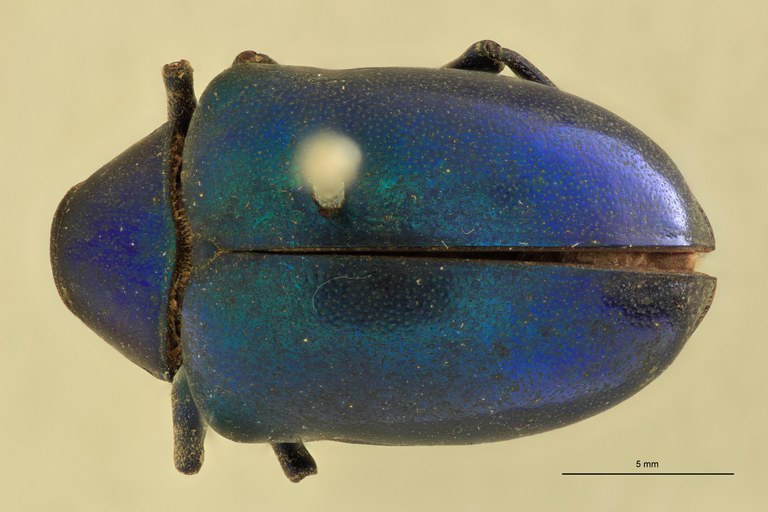 Eumolpus amethystinus Pt D.jpg