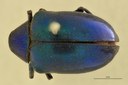 Eumolpus amethystinus Pt D.jpg