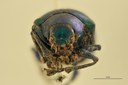 Eumolpus amethystinus Pt F.jpg