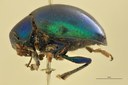 Eumolpus amethystinus Pt L.jpg