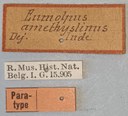 Eumolpus amethystinus Pt Labels.jpg