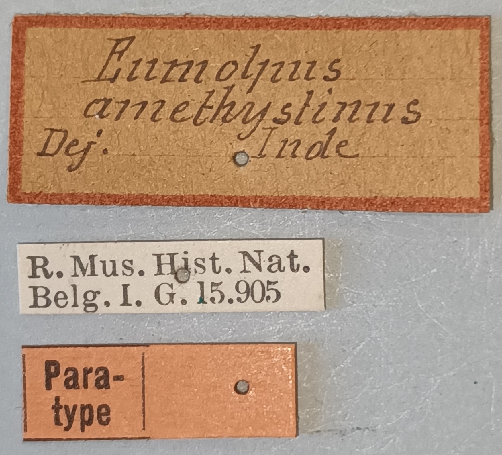 Eumolpus amethystinus Pt Labels.jpg