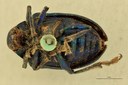 Eumolpus amethystinus Pt V.jpg