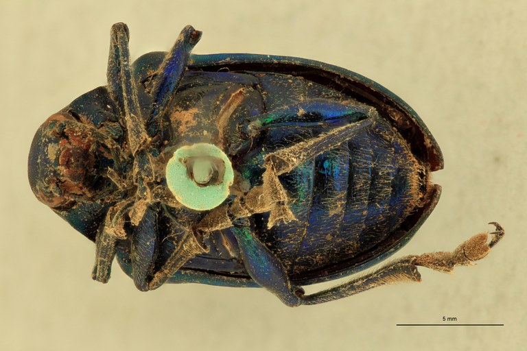 Eumolpus amethystinus Pt V.jpg