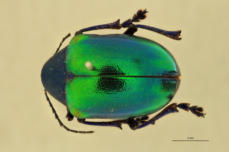 Eumolpus antonius Pt D.jpg