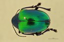Eumolpus antonius Pt D.jpg