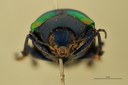 Eumolpus antonius Pt F.jpg