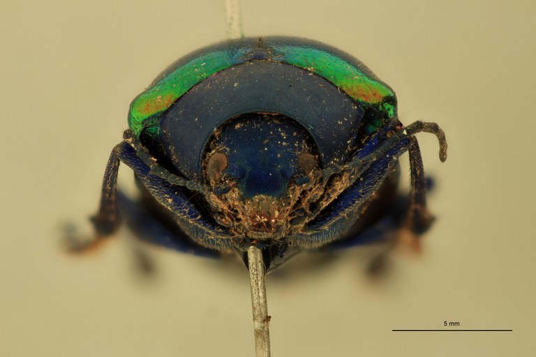 Eumolpus antonius Pt F.jpg