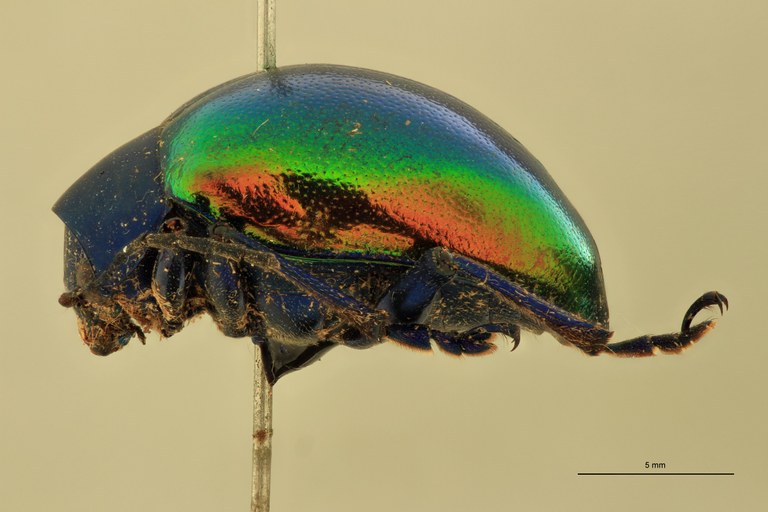 Eumolpus antonius Pt L.jpg