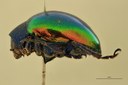 Eumolpus antonius Pt L.jpg