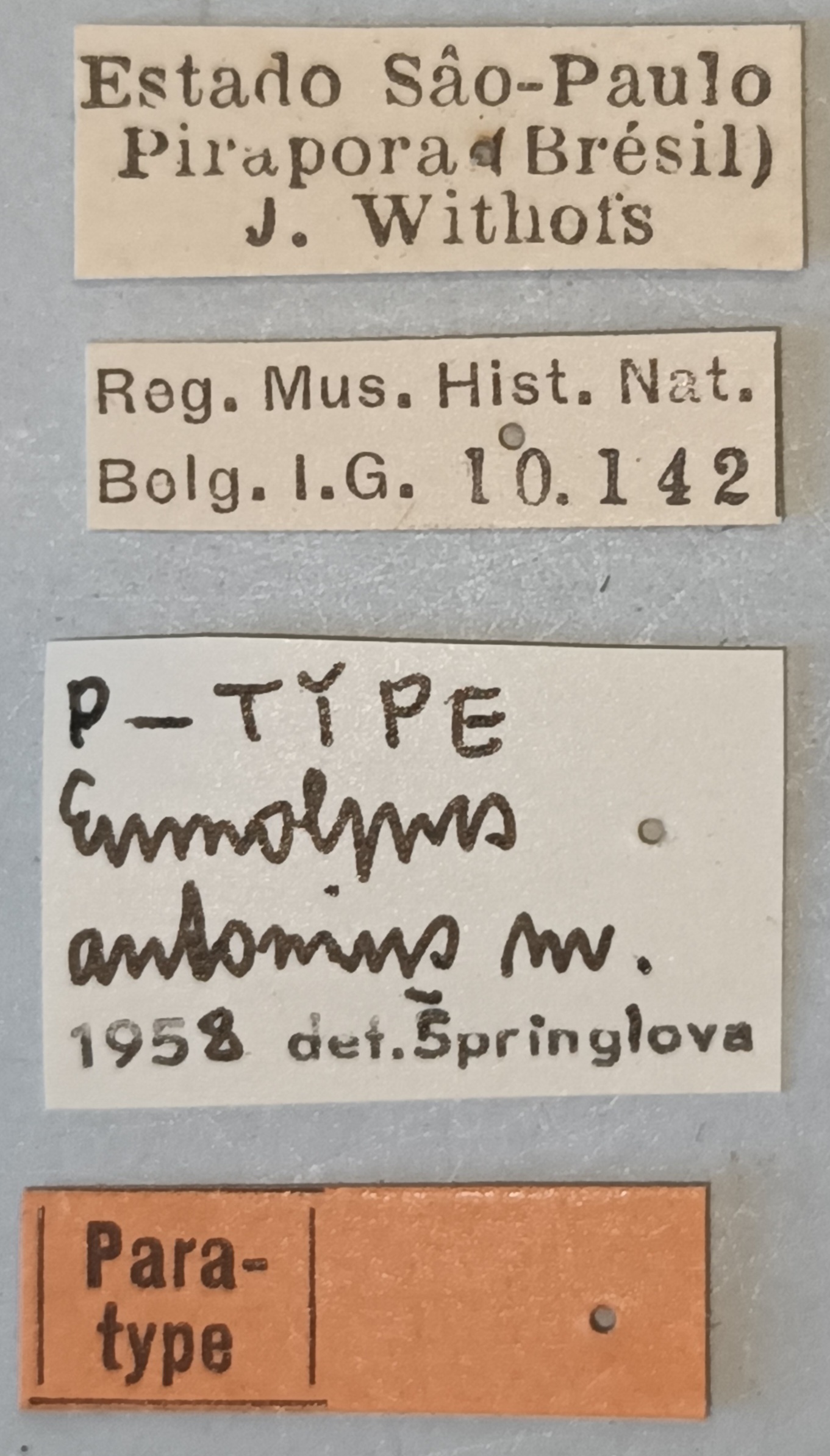 Eumolpus antonius Pt Labels.jpg