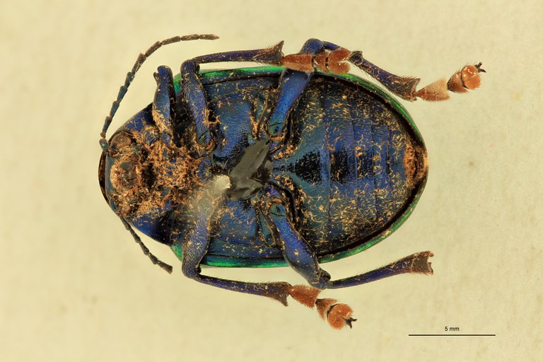 Eumolpus antonius Pt V.jpg