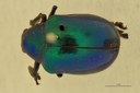 Eumolpus cupreus paulus Pt D.jpg