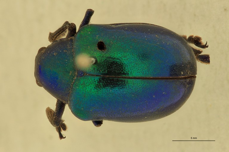 Eumolpus cupreus paulus Pt D.jpg