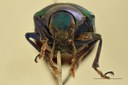 Eumolpus cupreus paulus Pt F.jpg