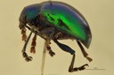 Eumolpus cupreus paulus Pt L.jpg