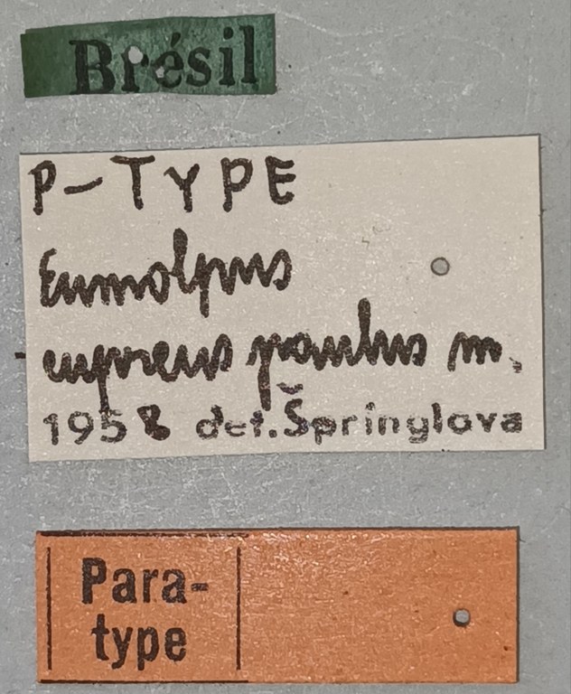 Eumolpus cupreus paulus Pt Labels.jpg