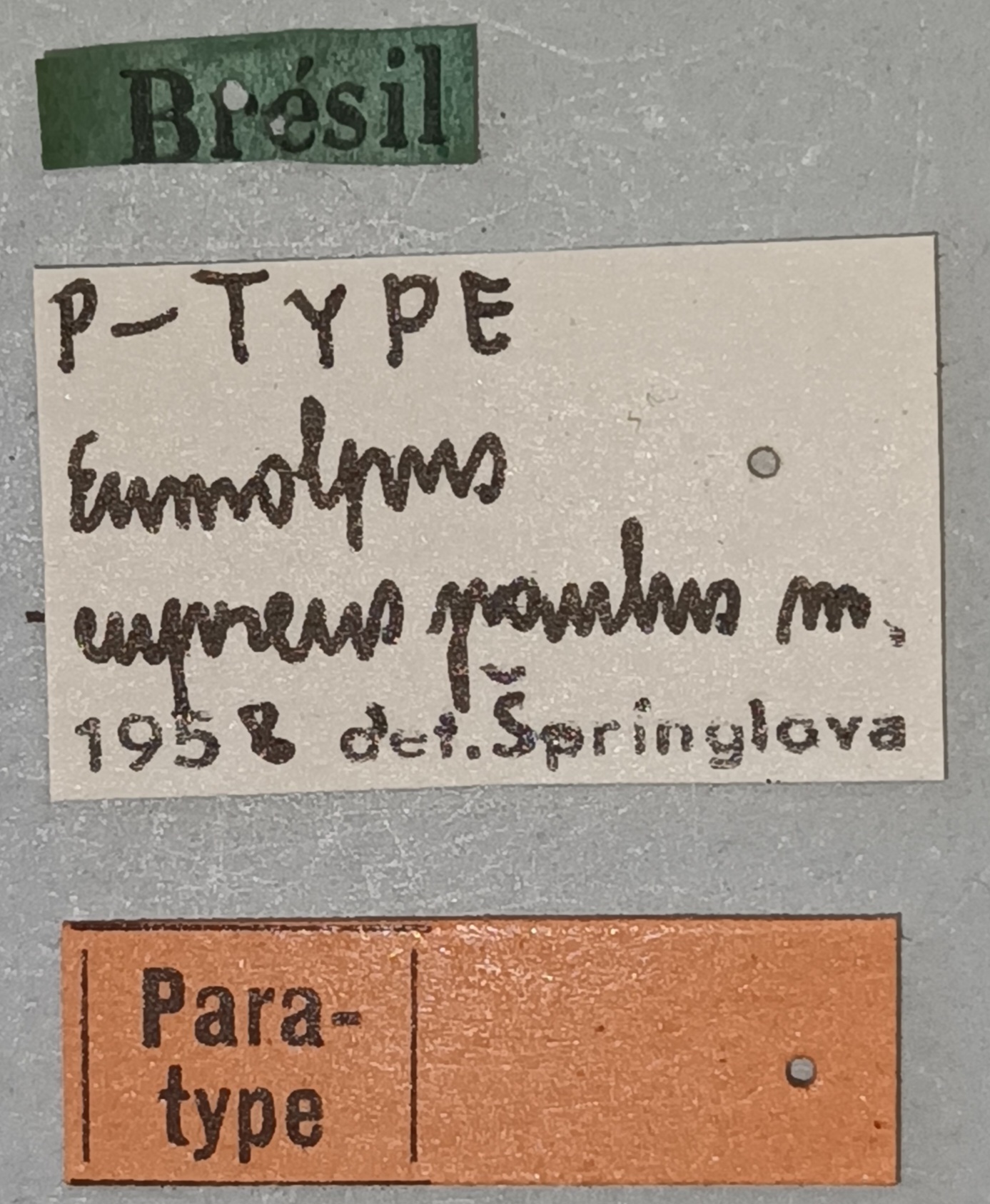 Eumolpus cupreus paulus Pt Labels.jpg