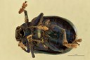 Eumolpus cupreus paulus Pt V.jpg