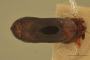 Eumolpus divisus caesarus M T Aedeagus D.jpg