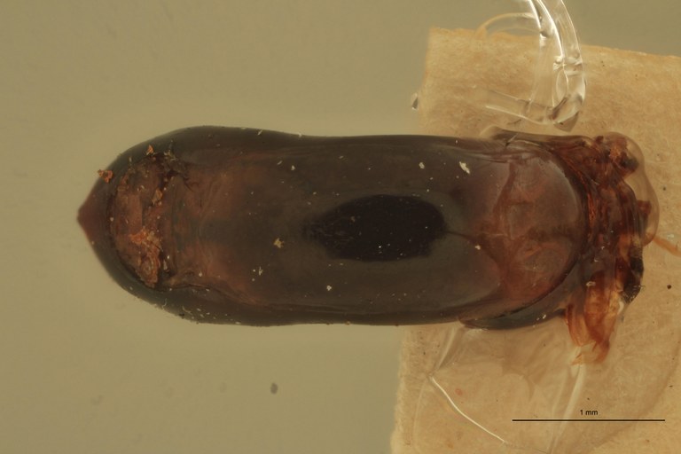 Eumolpus divisus caesarus M T Aedeagus D.jpg