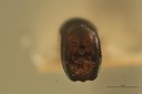 Eumolpus divisus caesarus M T Aedeagus F.jpg