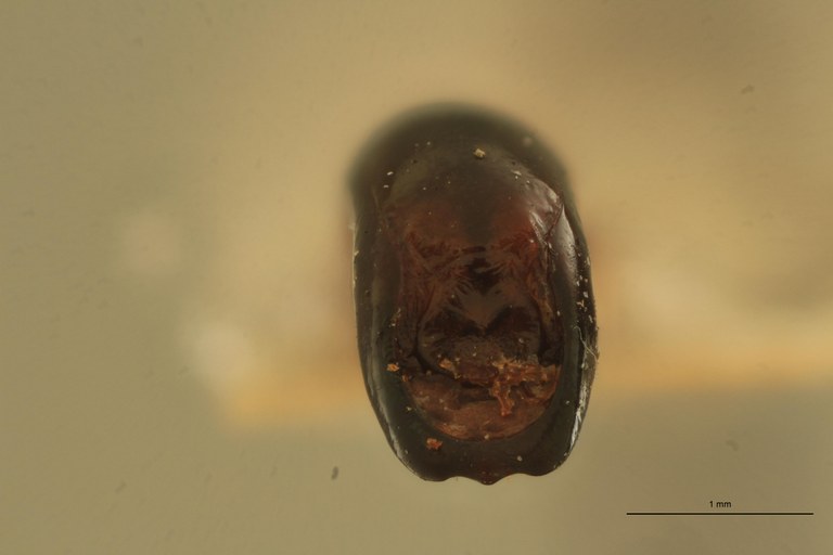 Eumolpus divisus caesarus M T Aedeagus F.jpg