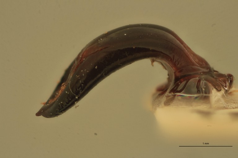Eumolpus divisus caesarus M T Aedeagus L.jpg
