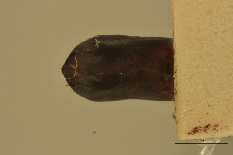 Eumolpus divisus caesarus M T Aedeagus V.jpg