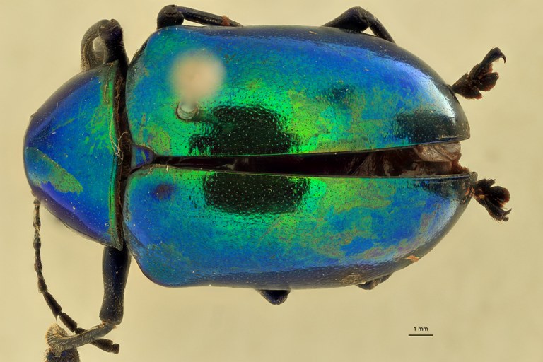Eumolpus divisus caesarus M T D.jpg