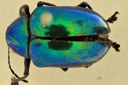 Eumolpus divisus caesarus M T D.jpg