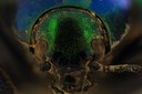Eumolpus divisus caesarus M T F.jpg