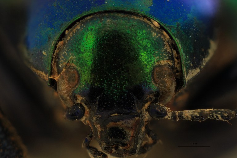 Eumolpus divisus caesarus M T F.jpg