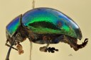 Eumolpus divisus caesarus M T L.jpg