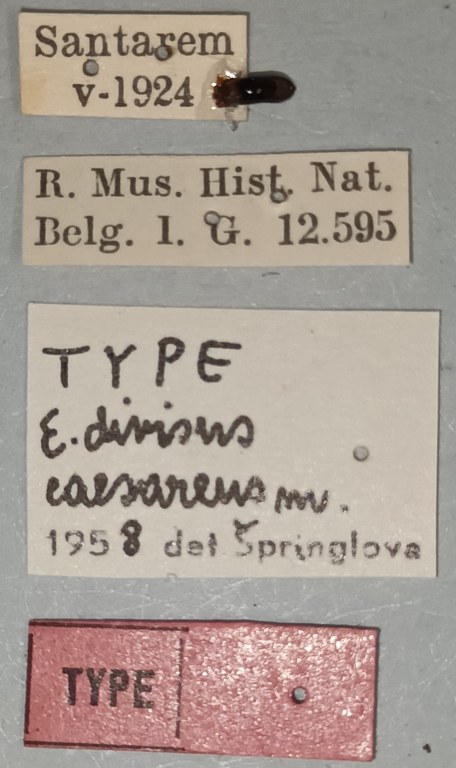 Eumolpus divisus caesarus M T Labels.jpg