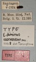 Eumolpus divisus caesarus M T Labels.jpg