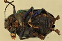Eumolpus divisus caesarus M T V.jpg