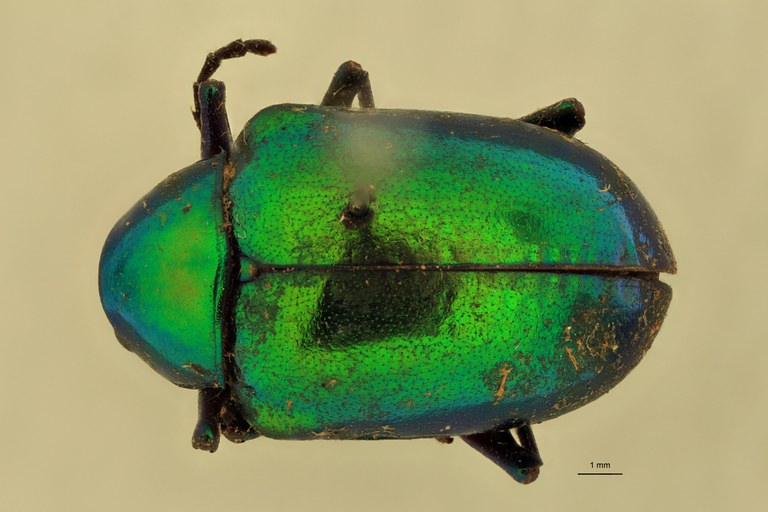 Eumolpus divisus ludicrus Pt D.jpg