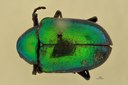 Eumolpus divisus ludicrus Pt D.jpg